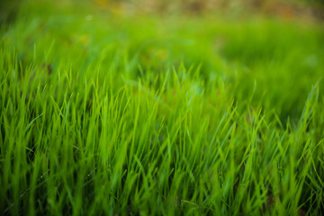 Fototapeta na wymiar Bright green grass in park. Bokeh effect