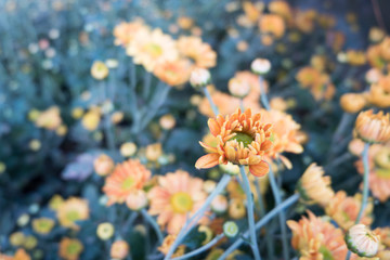 Obraz na płótnie Canvas Chrysanthemum indicum is a flowering plant commonly called Indian chrysanthemum. Intentionally shot to not focus