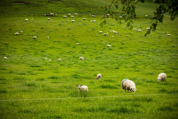 Obraz premium Scenic Scotland meadows with sheep in traditional landscape. 