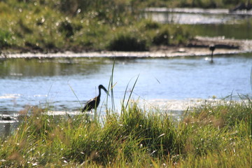Bec-ouvert Africain (Anastomus lamelligerus)