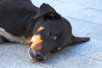 Sleeping dog on the concrete plates