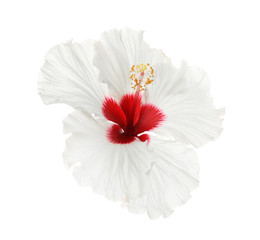 Beautiful tropical hibiscus flower isolated on white © New Africa
