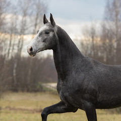 Obraz na płótnie Canvas A dark gray horse head closeup, portrait in motion.