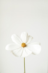 Minimal styled concept. White daisy chamomile flower against white background. Copy space. Creative still life summer, spring concept.