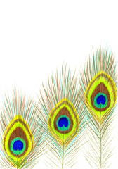 Obraz premium Bright feathers of a beautiful peacock bird drawn with colored pencils, on a white background with an empty place for text. Vertical stock illustration.