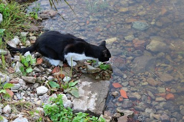 Black cat drinking water on river