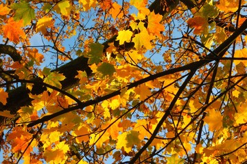 Naklejka na ściany i meble autumn leaves on a tree.