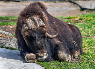 Musk-ox on the lawn in its enclosure. Latin name - Ovibos moschatus