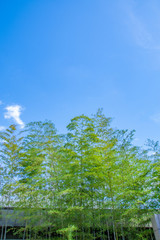 Bamboos and the sky at Japanese garden