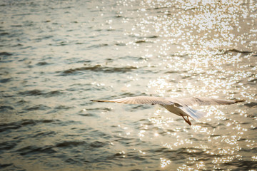 Obraz premium A seagull flying over shimmering water, with the sun reflecting off the surface.
