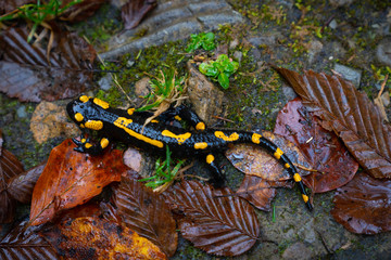fire salamander or Salamandra salamandra