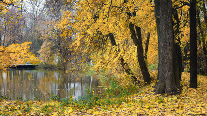 Golden autumn near Moscow 