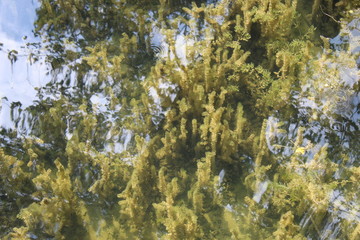 plant inside the water