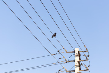 Bird sitting on a power line cable against a cloudy sky.