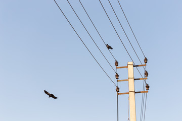 Bird sitting on a power line cable against a cloudy sky.