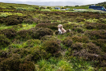 Naklejka premium Scottish dog sitting in field in the wind.