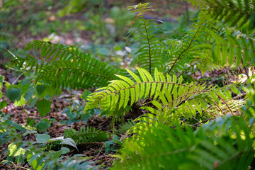 fern in forest