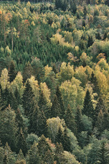 Forest in autumn colors photographed from above