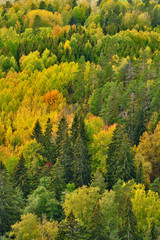 Forest in autumn colors photographed from above