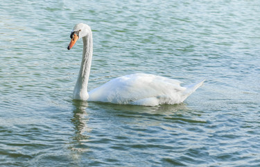 Obraz premium Beautiful white swan duck floating in al qudra lake