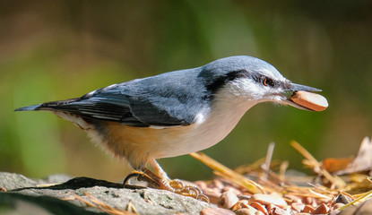 bird