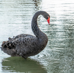 Fototapeta premium Beautiful swan duck floating in al qudra lake