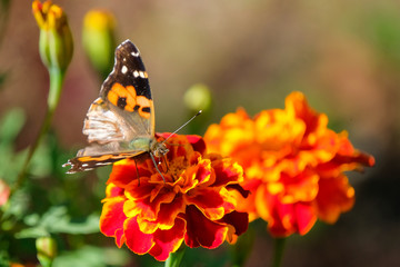 butterfly on flower