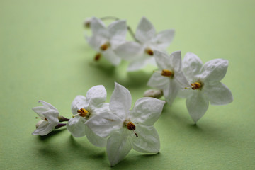 Jasmin