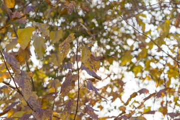 Golden autumn leaves on a branch opposite the sky, selective focus
