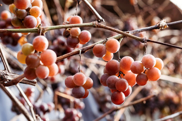 Large juicy grapes on branch, femerii, winemaking background.