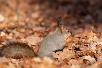 Squirrel in the autumn park