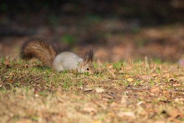Squirrel in the autumn park