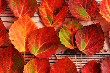  Autumn Leaves of different colors and shapes on a light wooden background. Autumn view.