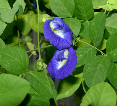 Kordofanerbse, Clitoria, ternatia, Klitorie