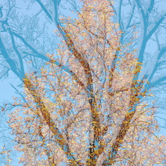 The mixed image of the view of the trees at the autumn sunny warm morning and the view of the trees at the winter cloudy snowy midday at the natural background at the City Park. 