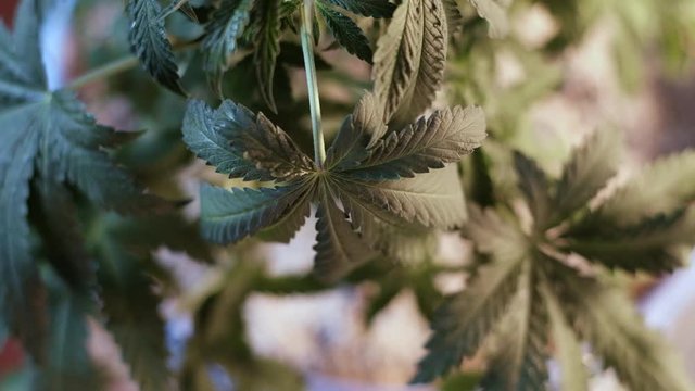 cannabis leaf vegetative growth trembling in the wind. close-up. dark background.
