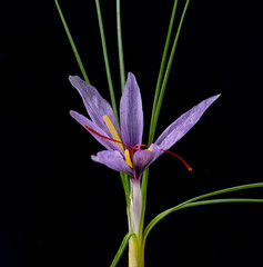 Safran, Crocus sativus, Heilpflanze