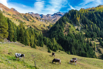 Fototapeta na wymiar cows in the alps, navistal, tyrol