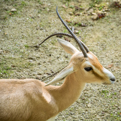 The rhim gazelle or rhim (Gazella leptoceros)
