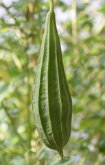 Schwammgurke, luffa, aegyptiaca