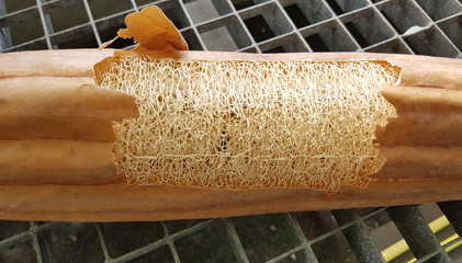 Schwammgurke, luffa, aegyptiaca