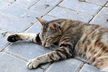 Cute Cat Sleeping on a Pathway