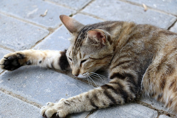 Cute Cat Sleeping on a Pathway