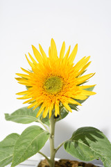 Sonnenblume, Helianthus, annuus