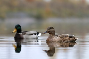 Female duck in the water