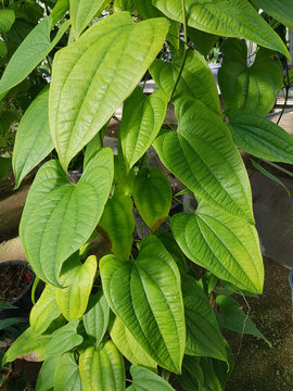 Yamswurzel, Coca, Yam, Dioscorea, composita
