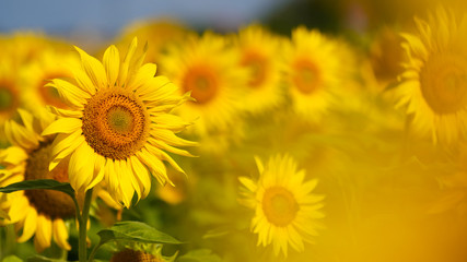 Sunflower natural background. Sunflowers blooming. field of sunflowers