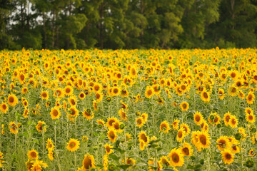 a large field of sunflowers. Russian landscapes. Nature. 