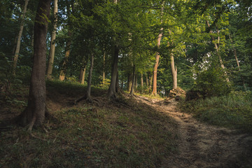 forest hill land spring time scenery landscape environment 