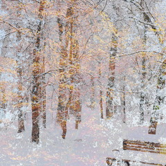 The mixed image of the view of the trees at the autumn sunny warm morning and the view of the trees at the winter cloudy snowy midday at the natural background at the City Park. 
